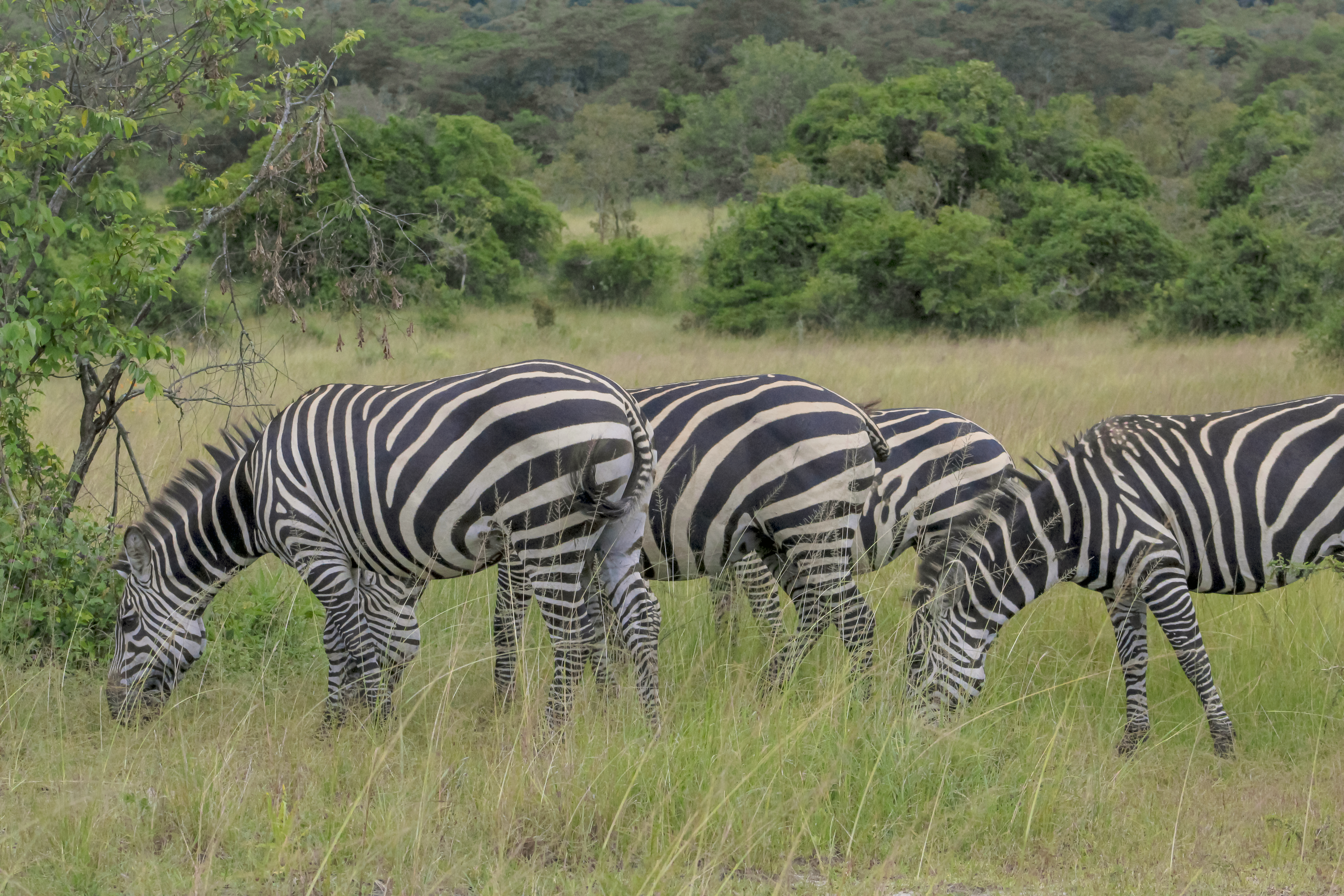 Akagera National Park
