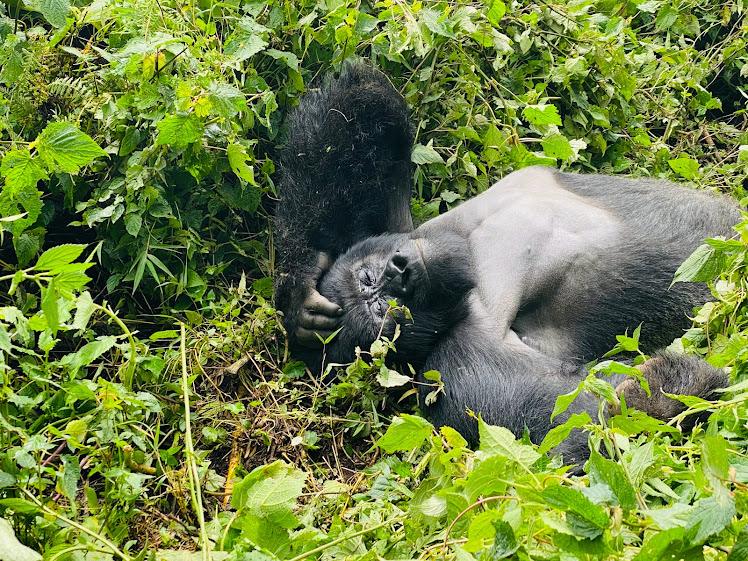 Gorilla Tracking in Bwindi Impenetrable National Park