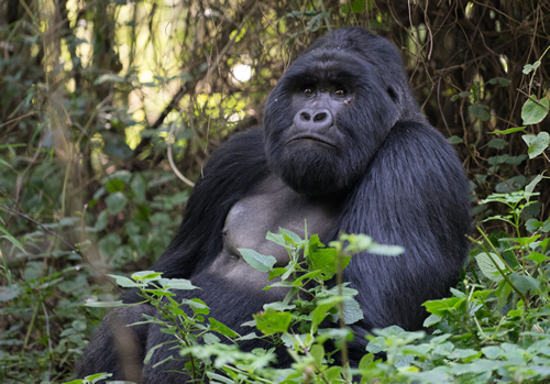 3 Days Gorilla Trekking Safari in Mgahinga