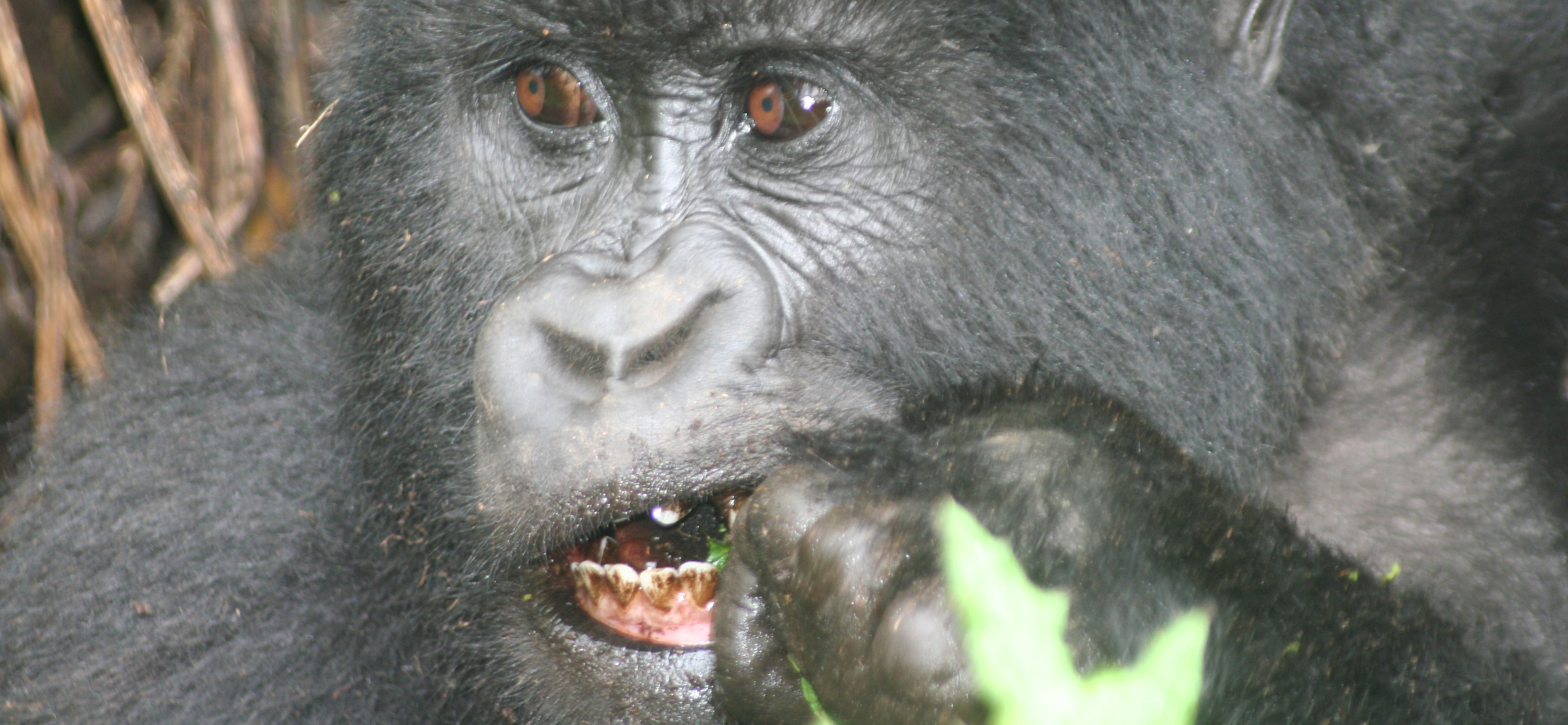 Responsible Community Based Tourism and Sustainable Ecotourism Initiatives around Protected Rural Area of the Virunga.