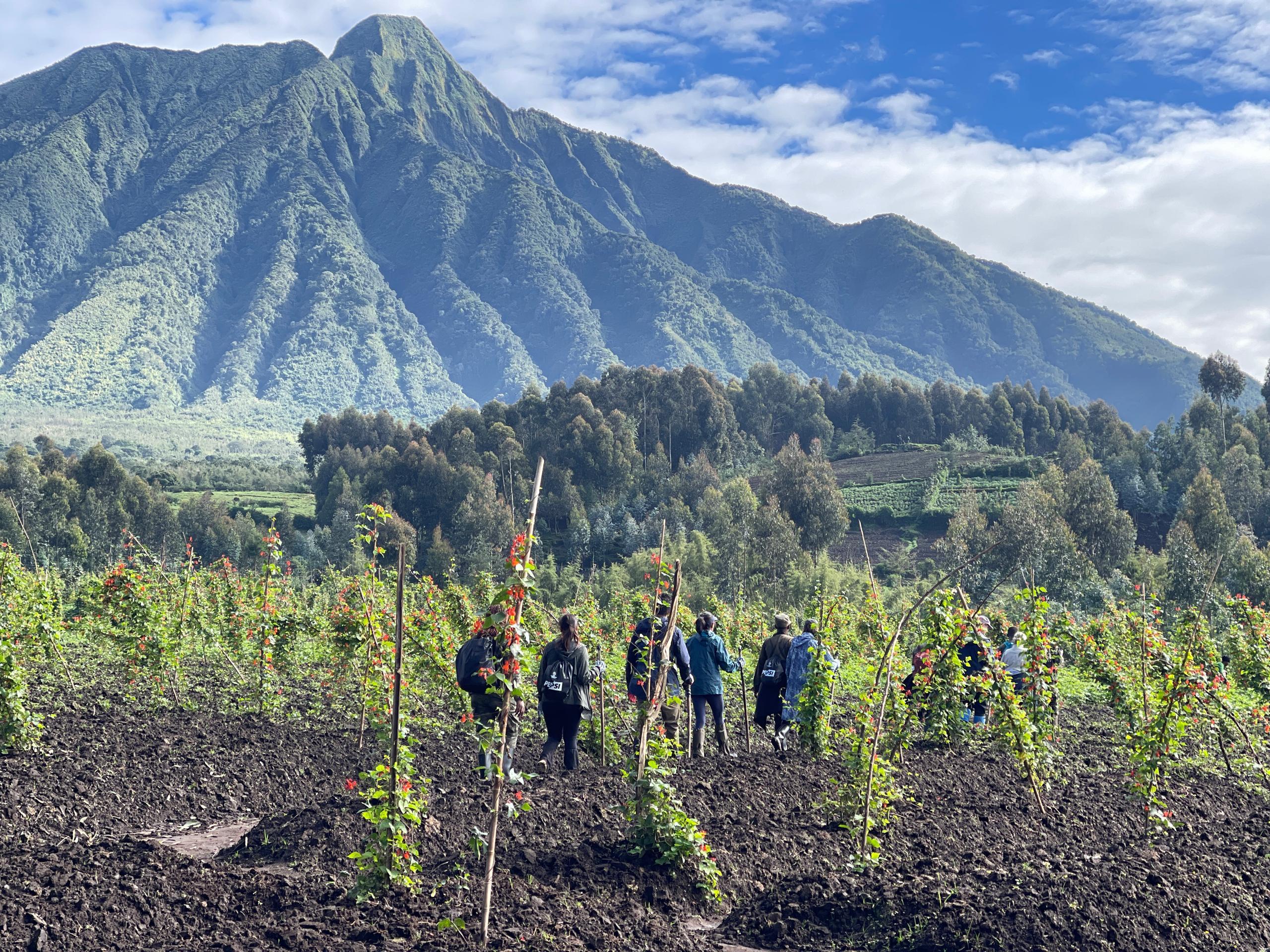 Conservation in the Virunga Massif