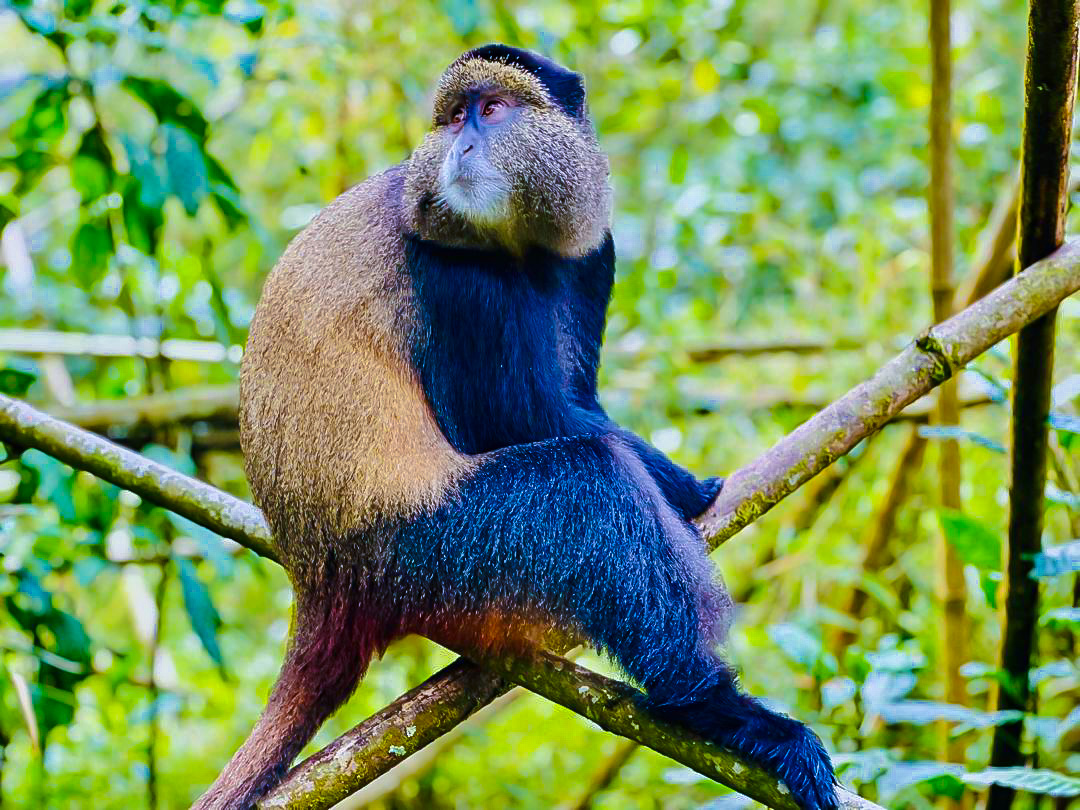 Playful primates darting through lush bamboo forests