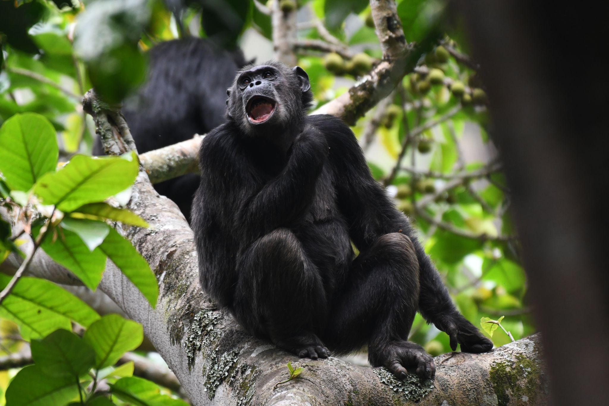 Gallery image for Wondering if Rwanda is Safe to Visit? Discover What Makes It One of Africa’s Safest Destinations