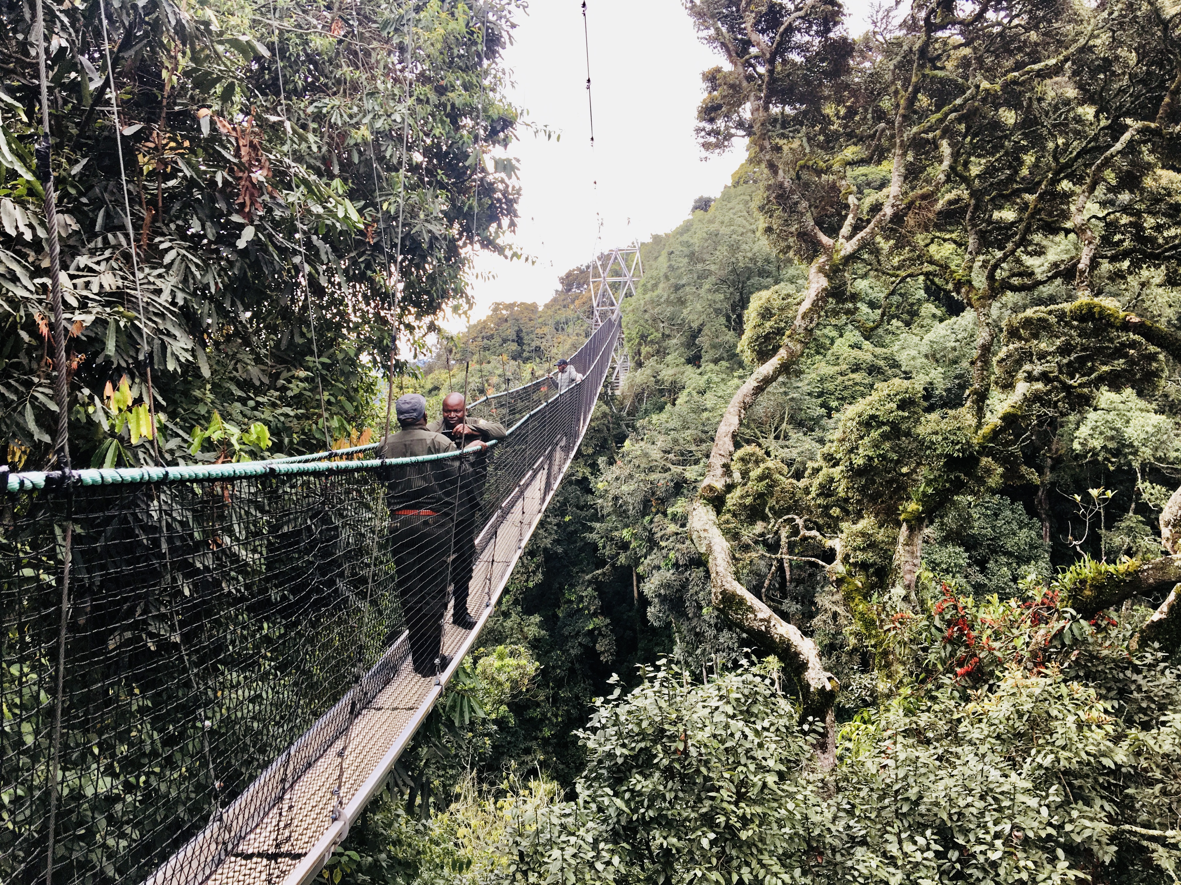 Gallery image for Wondering if Rwanda is Safe to Visit? Discover What Makes It One of Africa’s Safest Destinations