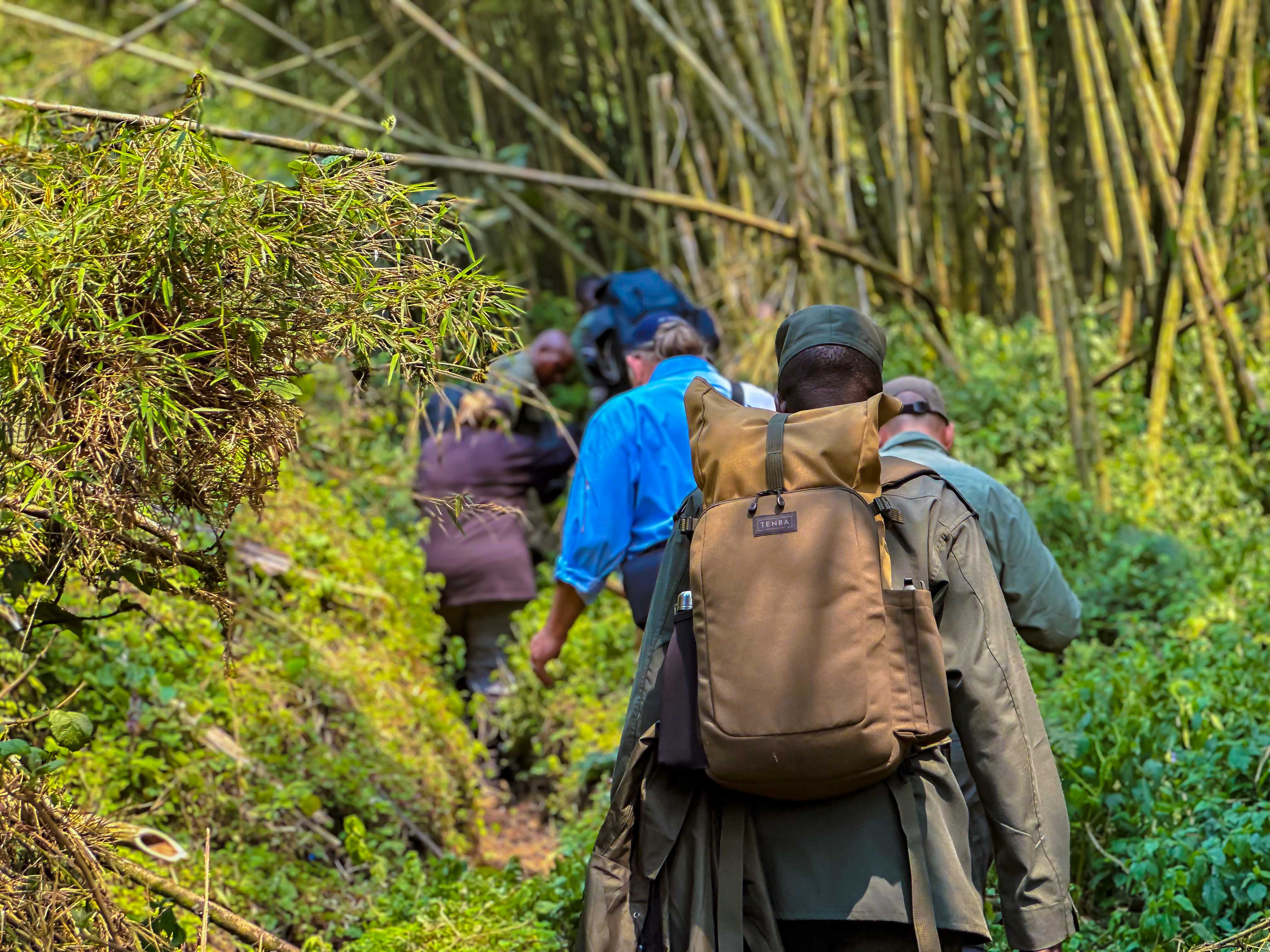 Gallery image for Pack with Purpose: Essential Tips for Your Unforgettable Gorilla Trek in Rwanda