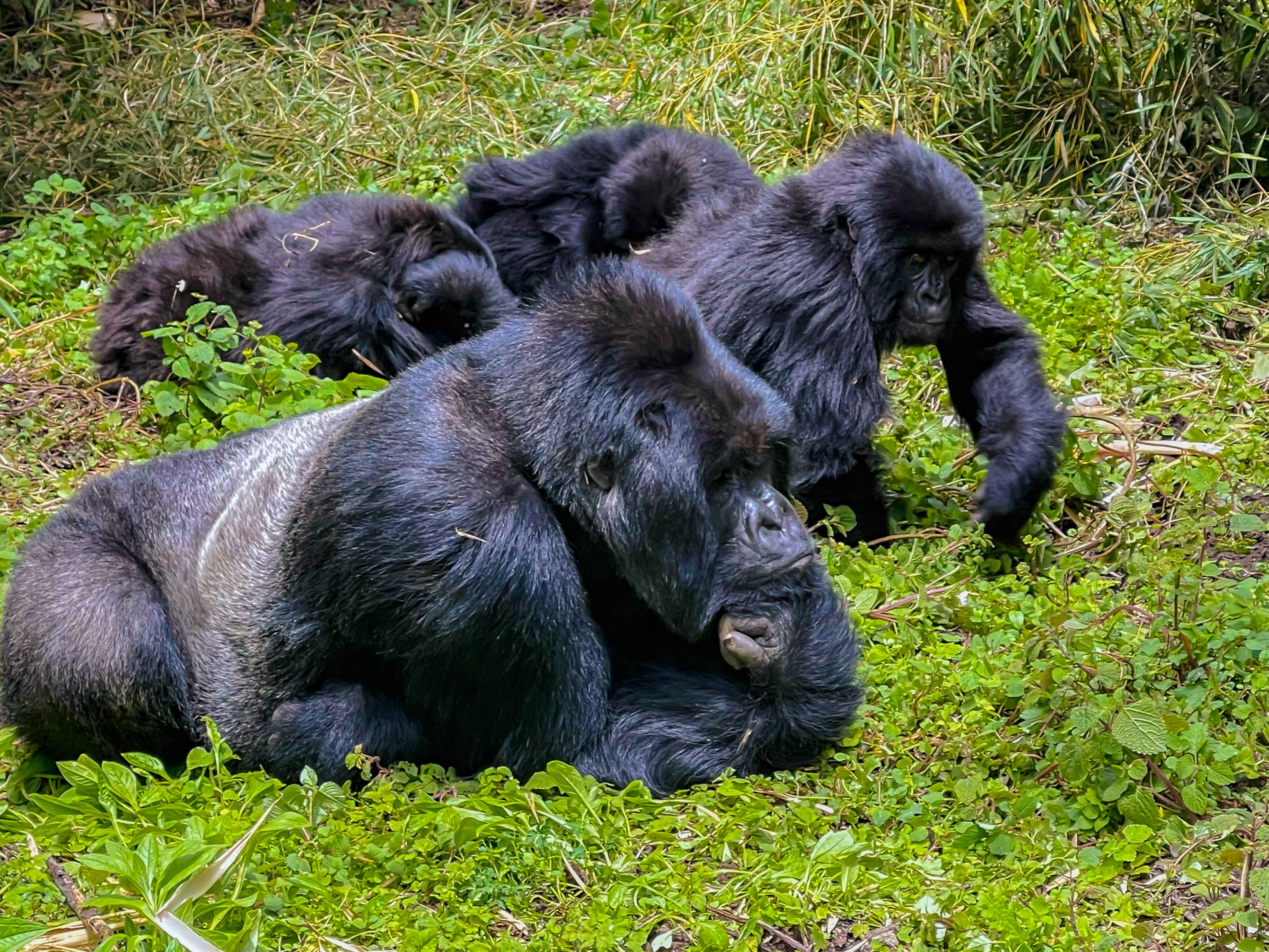 Gallery image for Why December is the Perfect Month for Gorilla Trekking in Rwanda