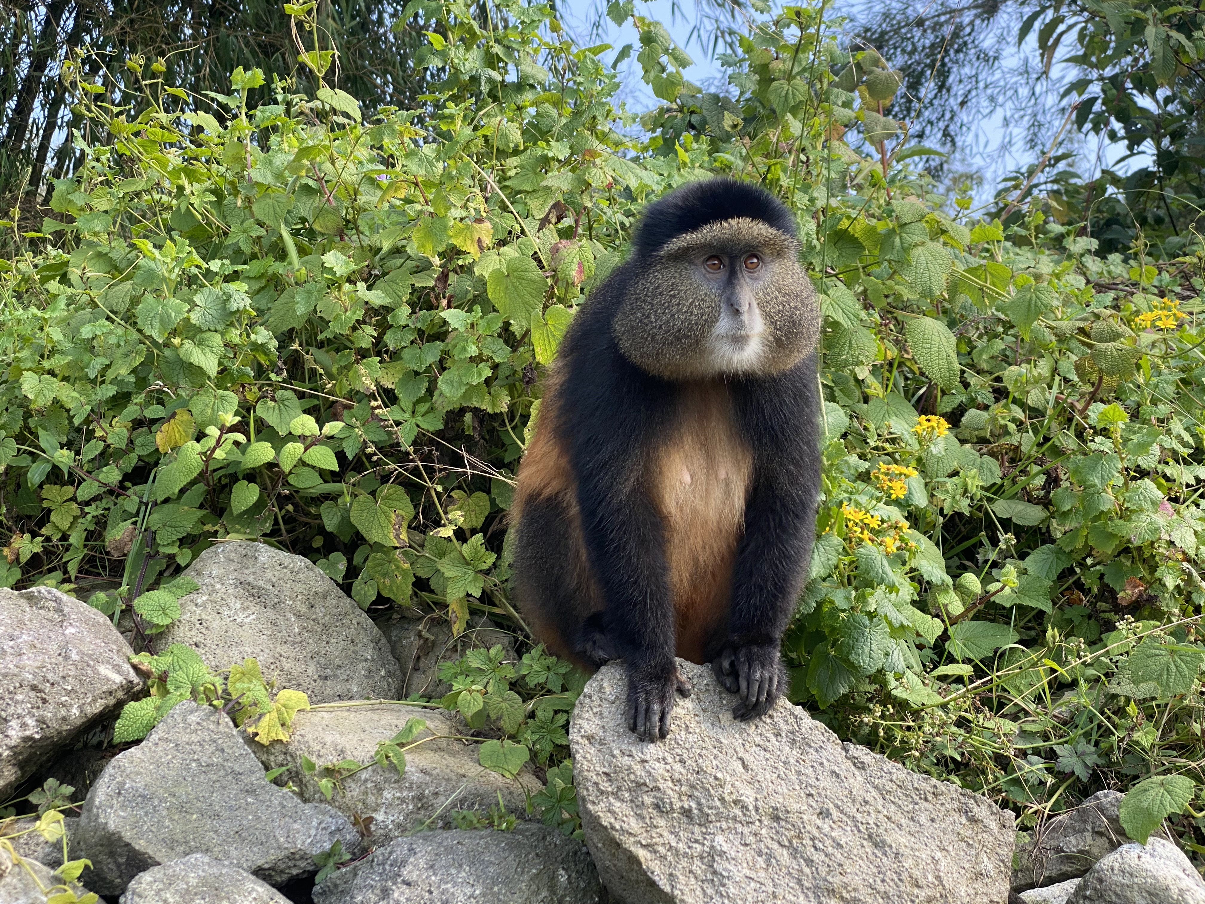 Gallery image for Why December is the Perfect Month for Gorilla Trekking in Rwanda