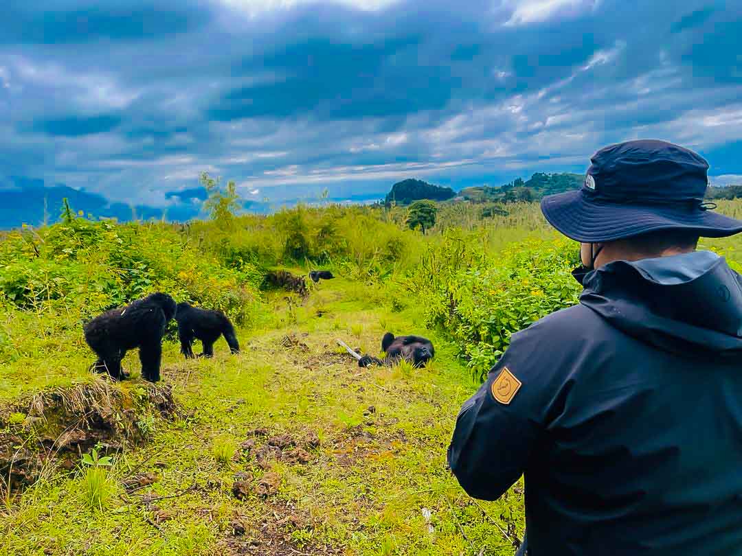 Safari Experiences & Gorilla Activities