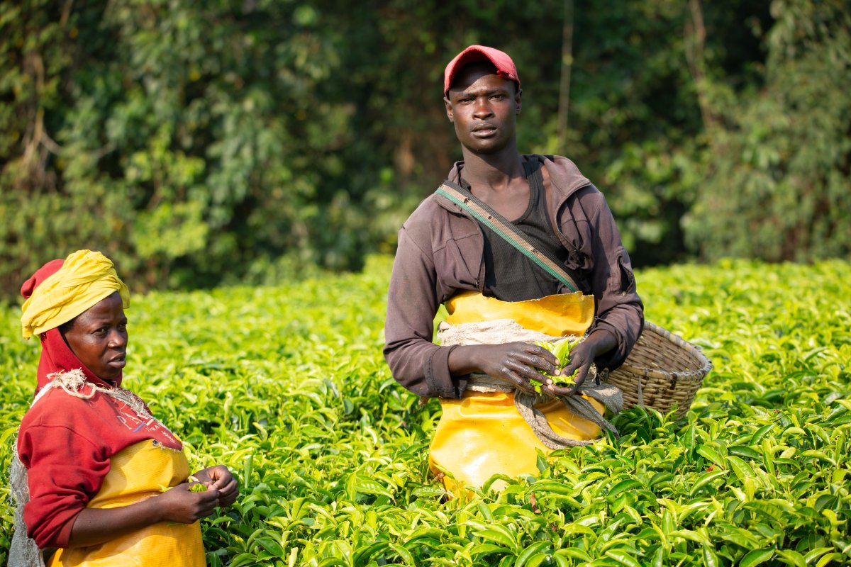 Rwanda Tea and Coffee Farm Experience