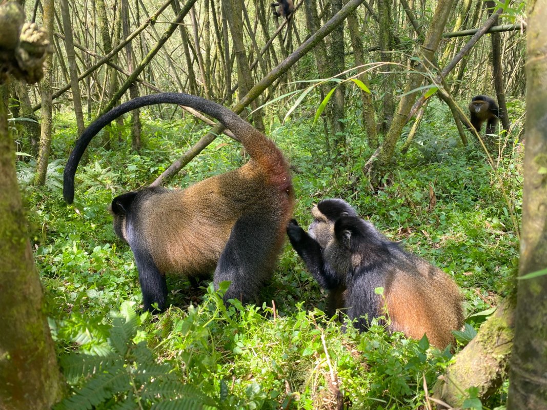 Golden Monkey Trek in Volcanoes National Park