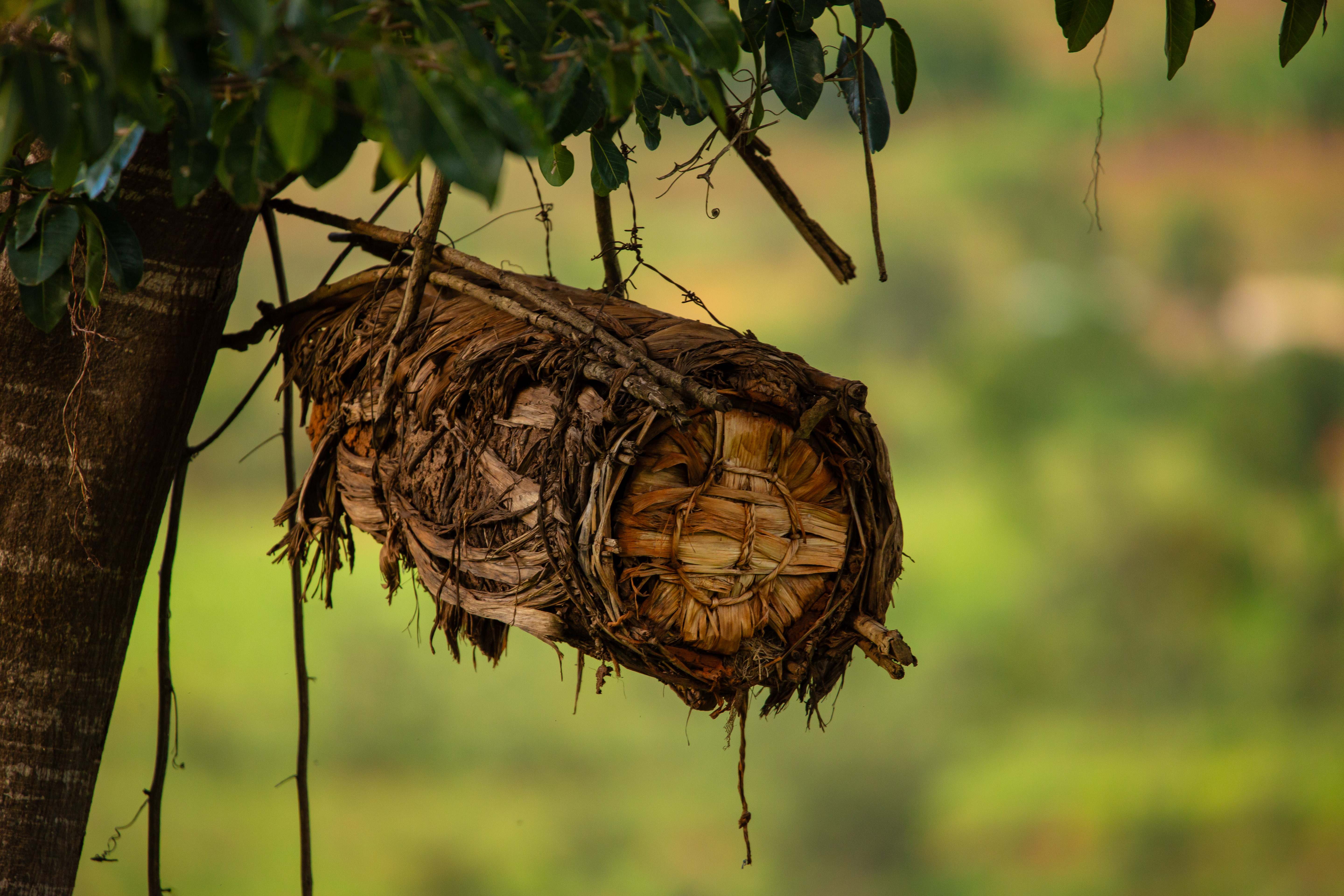 Local Beekeeping Experience