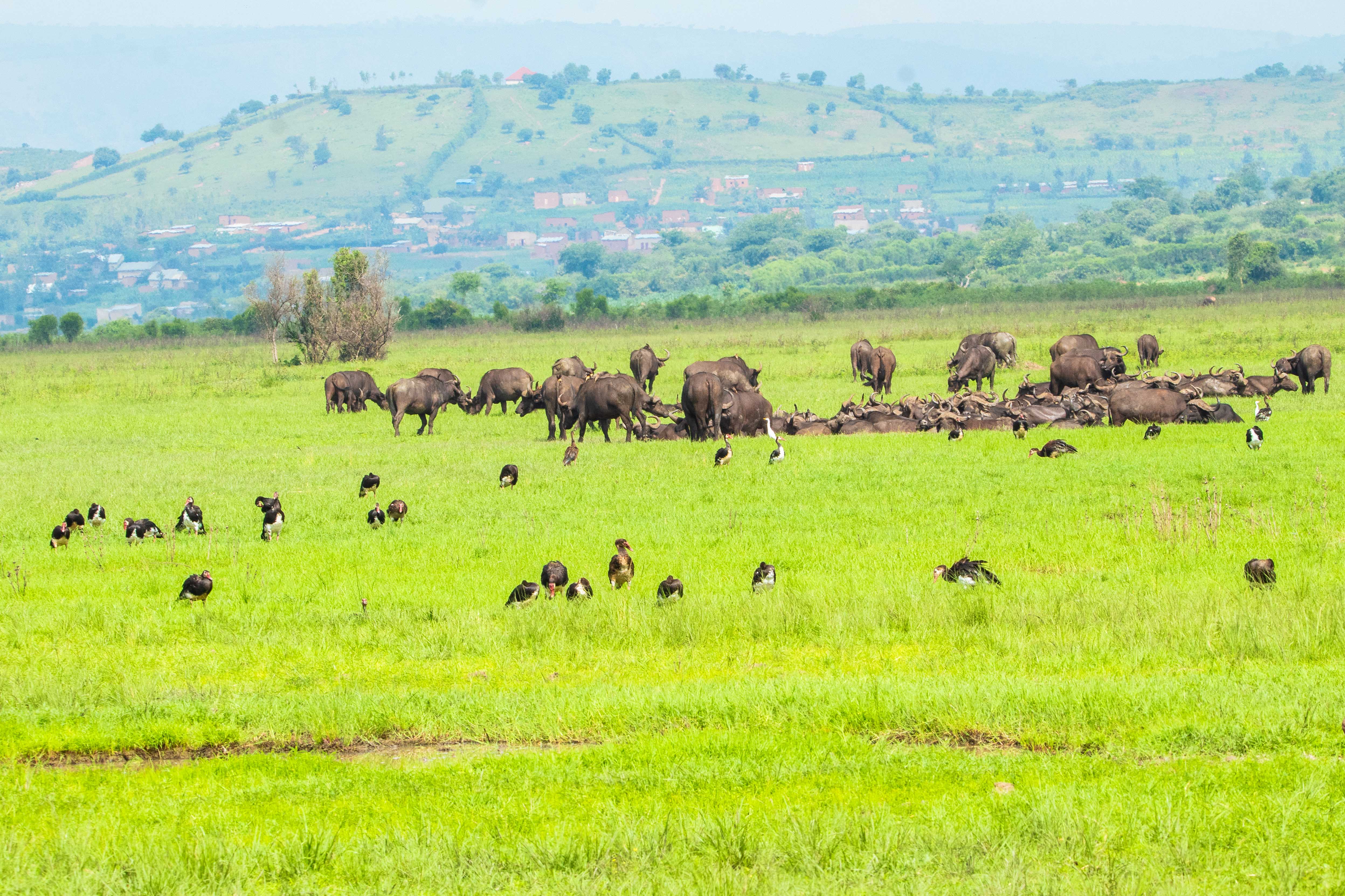 Mountain Gorillas in Virunga