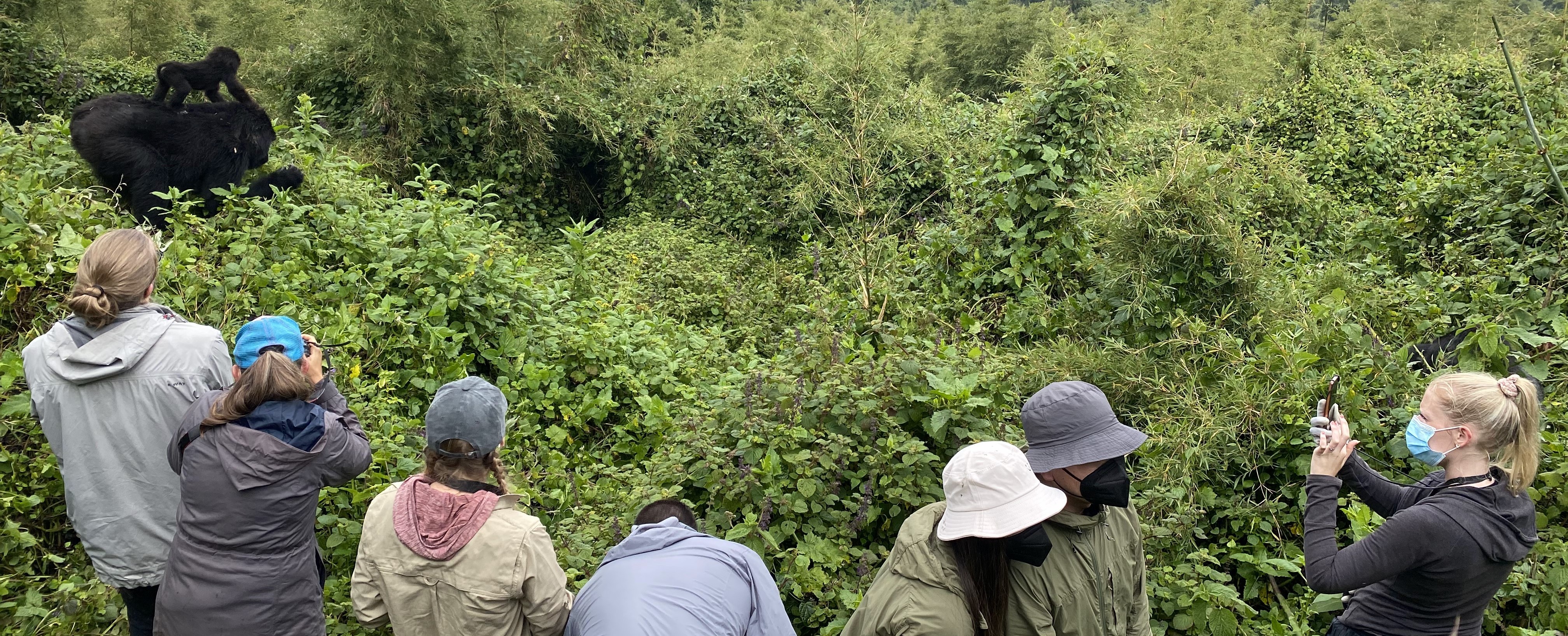 3-Day Rwanda Gorilla Safari in Volcanoes National Park