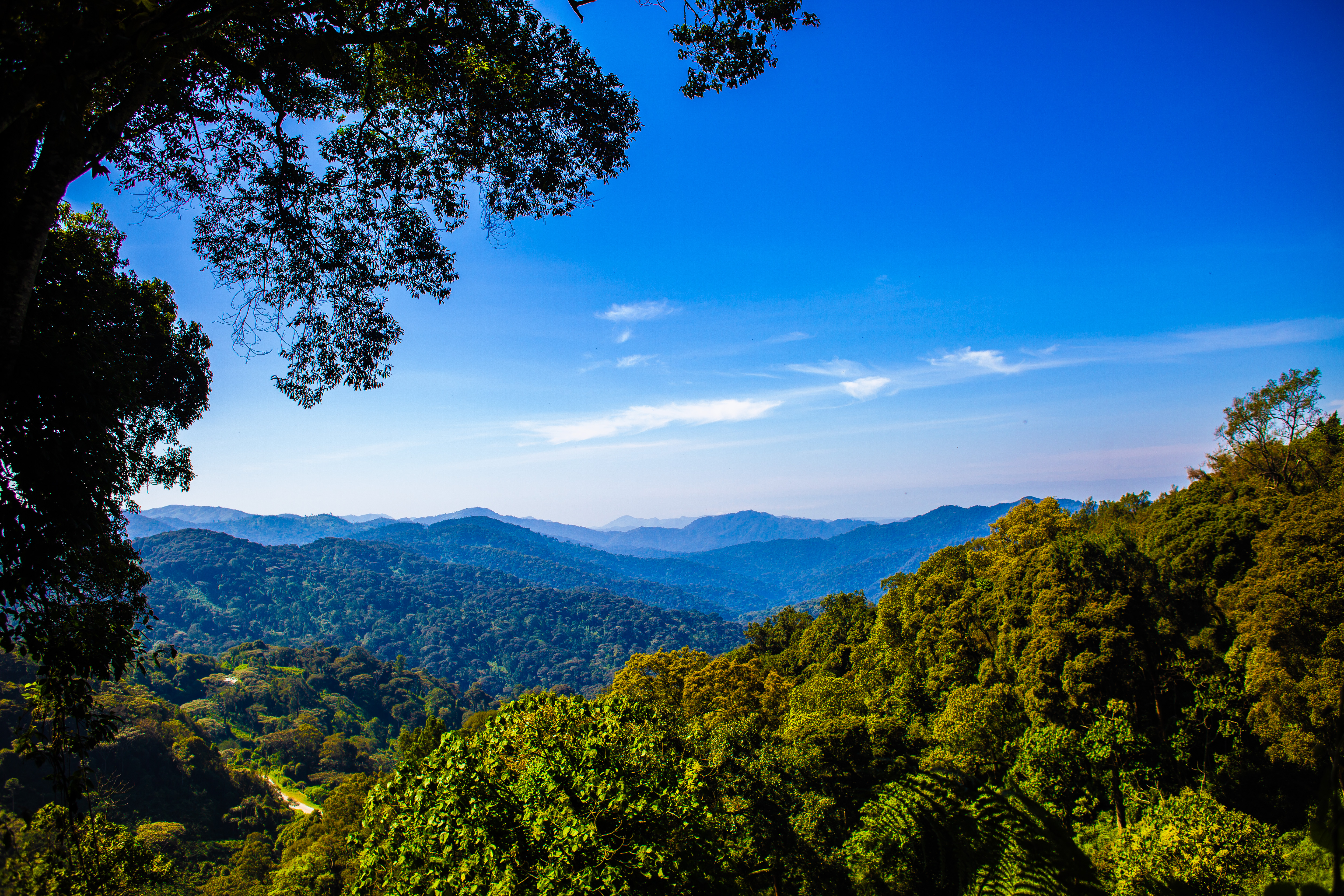 3-Day Birdwatching Safari in Nyungwe and Akagera