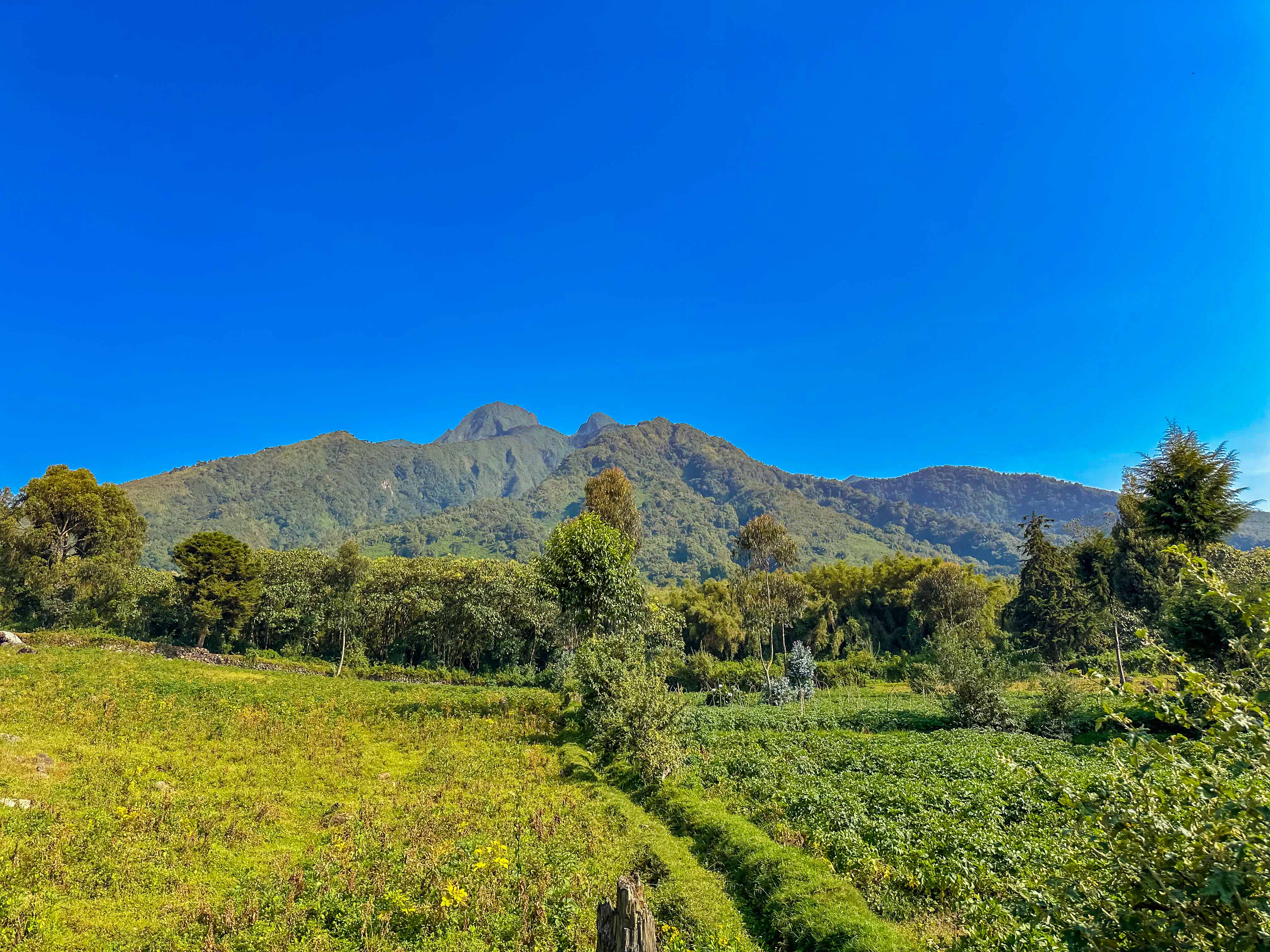 1-Day Golden Monkey Trekking in Volcanoes National Park
