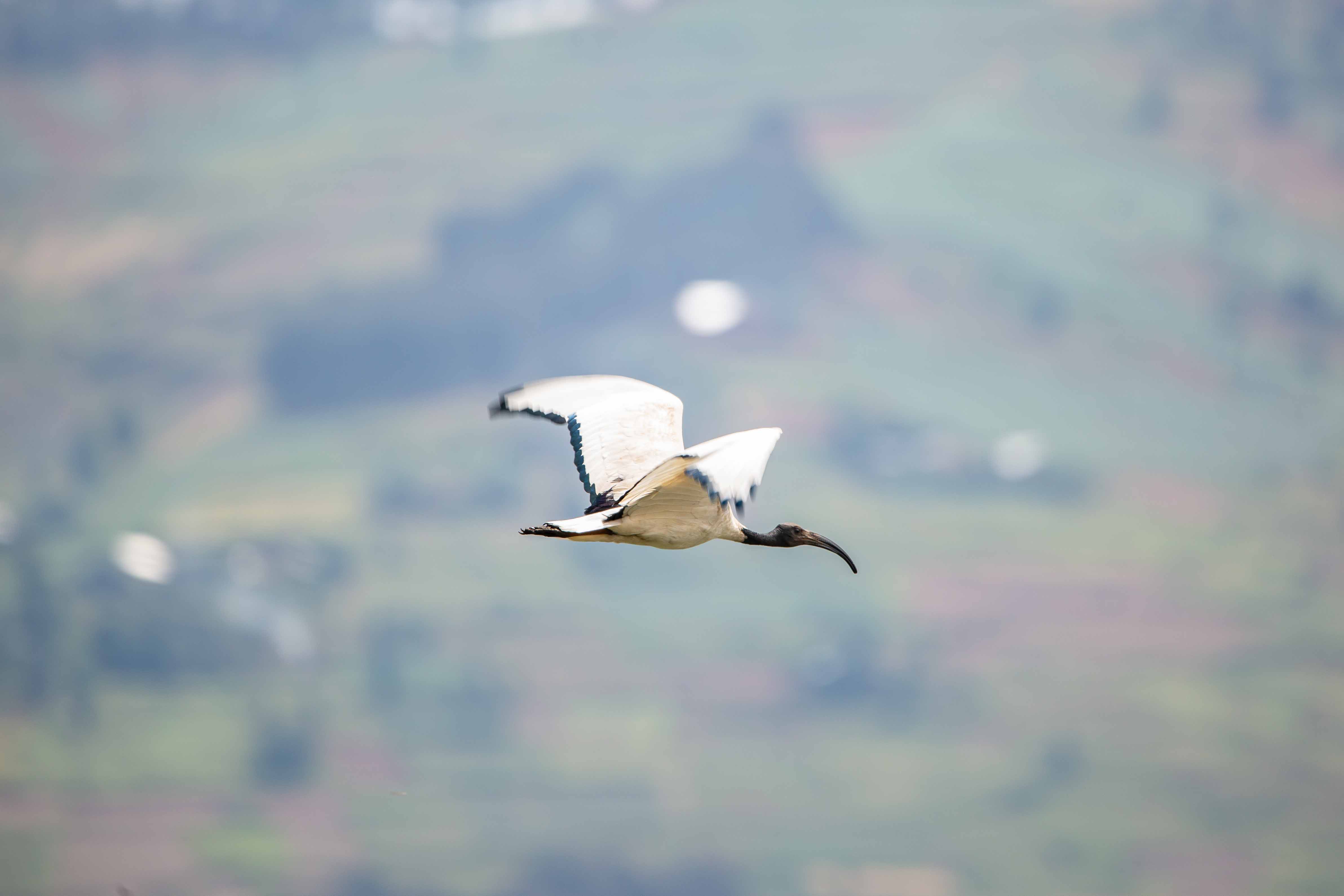 1-Day Birding Safari 