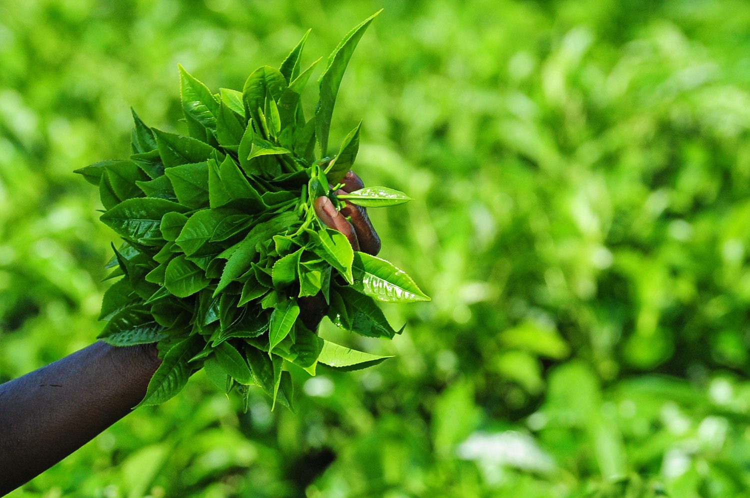 1-Day Tea and Eco-Farming Experience 