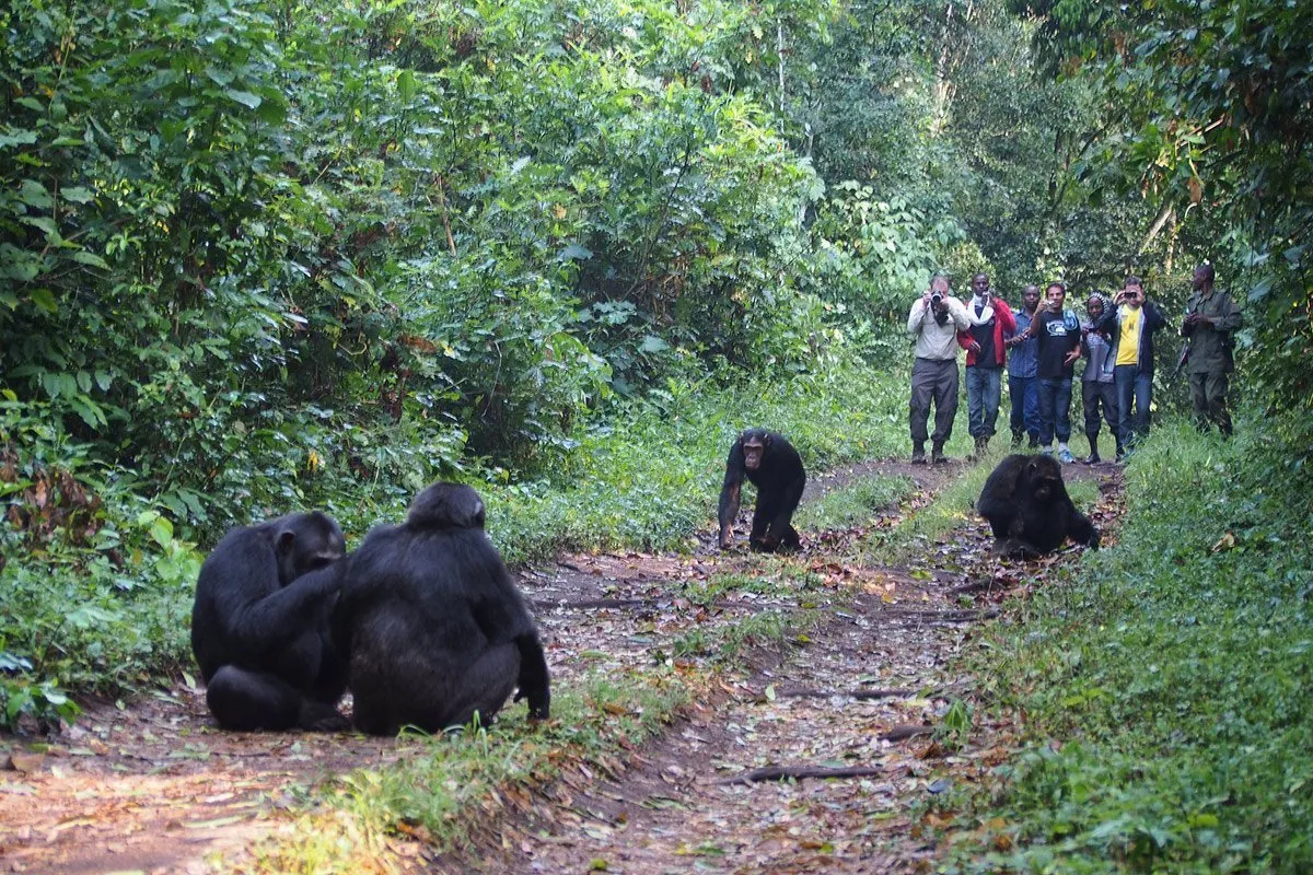 1-Day Chimpanzee Tracking and Cultural Tour from Kampala 