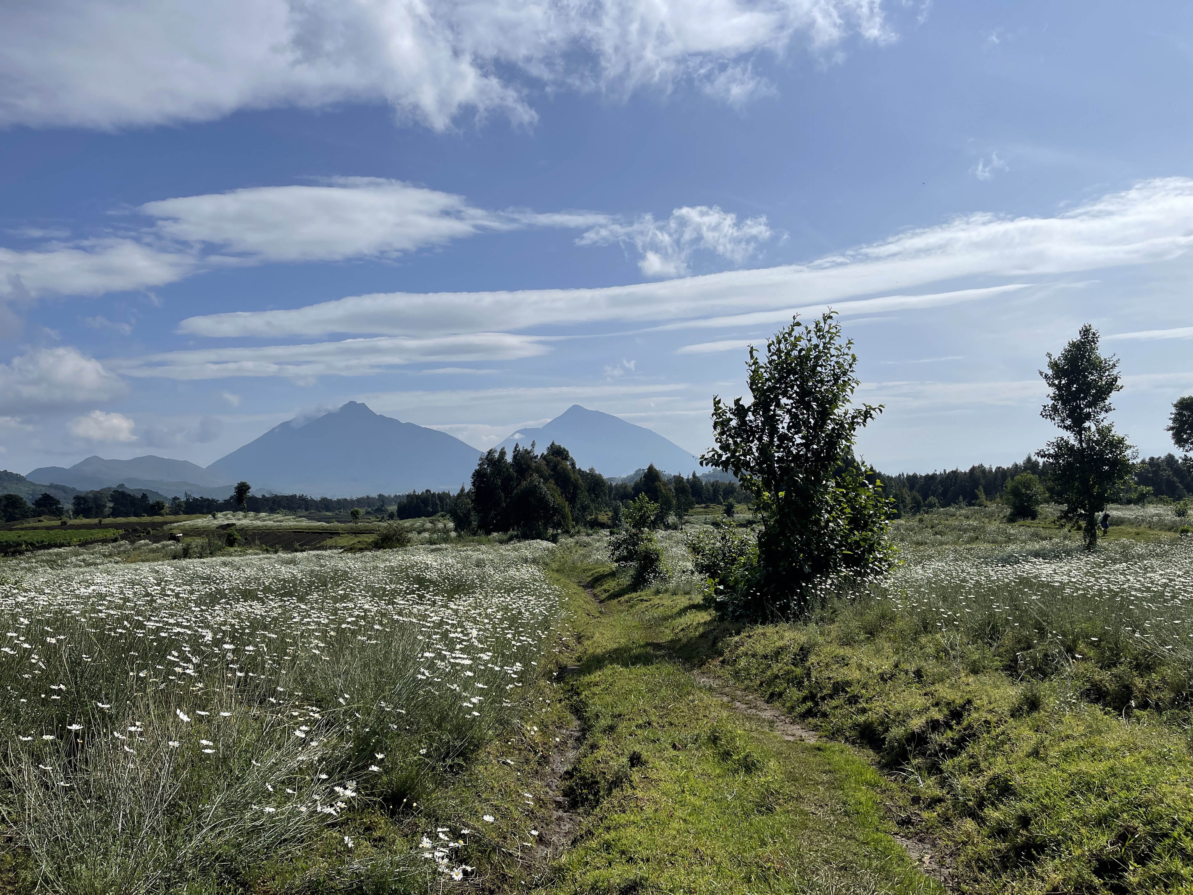 4-Day Rwanda Ultra-Luxury Gorilla Safari