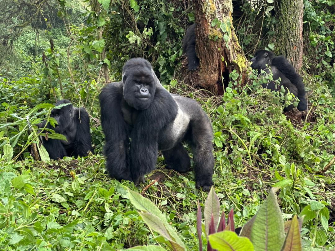 3 Days / 2 Nights – Ultimate Virunga Experience